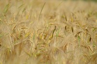 Barley field, agricultural farm. Free public domain CC0 photo.