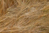 Barley field, agricultural farm. Free public domain CC0 photo.