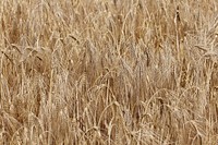 Barley field. Free public domain CC0 image.