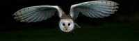 Barn owl flying close up. Free public domain CC0 image.