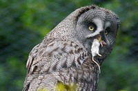 Owl eating mouse. Free public domain CC0 photo.