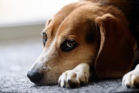 Beagle lying on floor close up face. Free public domain CC0 photo.