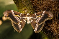 Butterfly in nature. Free public domain CC0 photo.