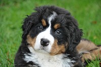 Appenzeller puppy. Free public domain CC0 photo.