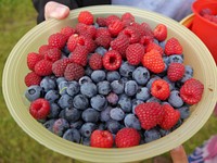Closeup on mix of berries in bowl. Free public domain CC0 image.