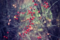 Red berry background. Free public domain CC0 photo.
