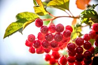 Red berries growing on tree. Free public domain CC0 image.