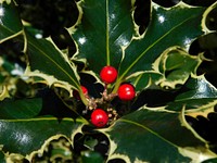 European holly leaves and fruit. Free public domain CC0 image. 