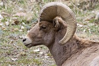 Big horn sheep. Free public domain CC0 photo.