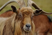 San Clemente Island Goat. Free public domain CC0 photo.