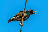 Common starling, bird photography. Free public domain CC0 image.