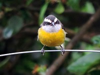 Bananaquit, bird photography. Free public domain CC0 image.