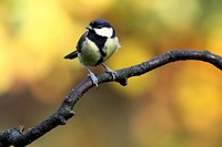 Great Tit bird photo. Free public domain CC0 image.