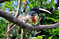 Aracari bird. Free public domain CC0 image.