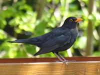 Common blackbird, animal photo. Free public domain CC0 image.