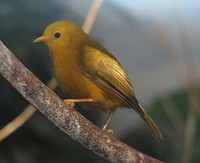Yellow bird, bird photography. Free public domain CC0 image.