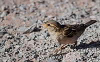 Sparrow bird close up. Free public domain CC0 image.