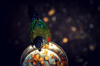 Parrot eating from bowl. Free public domain CC0 image.