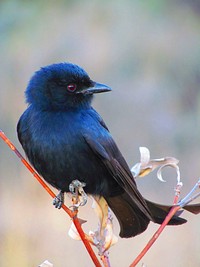 Purple martin bird, animal photography. Free public domain CC0 image.