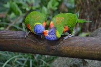 Loriini bird. Free public domain CC0 image.