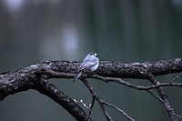 Bird sitting in tree, nature photography. Free public domain CC0 image.