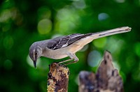 Northern mockingbird, bird photography. Free public domain CC0 image.