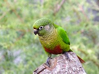 Cute green parrot photo. Free public domain CC0 image.