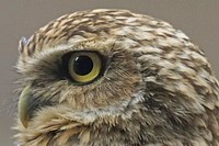 Owl bird. Free public domain CC0 image.