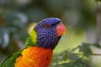 Rainbow lorikeet parrot photo. Free public domain CC0 image.