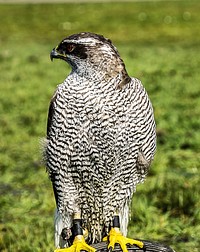 Northern Goshawk bird. Free public domain CC0 image.