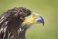 Golden eagle bird photo. Free public domain CC0 image.