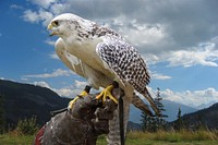 Bird of prey, animal photography. Free public domain CC0 image.