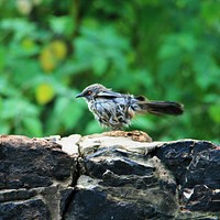 Arrow marked babbler, bird photography. Free public domain CC0 image.