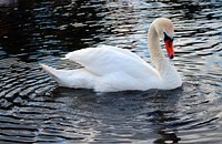 White swan swimming alone. Free public domain CC0 photo.