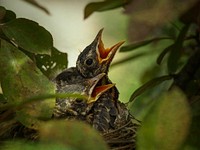 Baby robin bird in nest. Free public domain CC0 image.