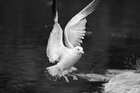 Seagull, bird photography. Free public domain CC0 image.
