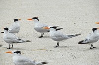 Flying seagulls close up. Free public domain CC0 photo.