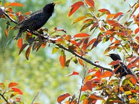 Bird in a tree, nature photography. Free public domain CC0 image.