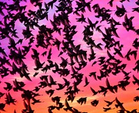 Birds in pink sky. Free public domain CC0 image.