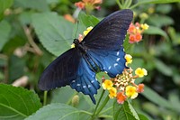 Butterfly on flower. Free public domain CC0 photo.