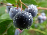 Closeup on huckleberries. Free public domain CC0 photo.