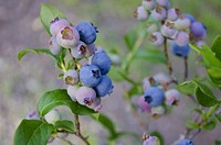 Closeup on blueberries on bush. Free public domain CC0 image.  