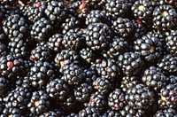 Pile of blackberries. Free public domain CC0 photo.