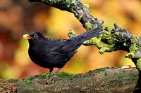 Common blackbird, animal photo. Free public domain CC0 image.