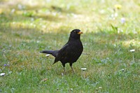 Common blackbird, animal photo. Free public domain CC0 image.