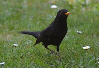 Common blackbird, animal photo. Free public domain CC0 image.