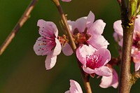 Cherry blossom. Free public domain CC0 image.
