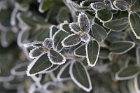 Closeup on frost covered leaves. Free public domain CC0 image. 