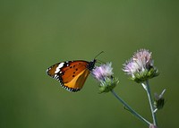 Butterfly on flower. Free public domain CC0 photo.