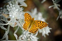 Butterfly on flower. Free public domain CC0 photo.